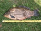 karasia waga 2,200kg
