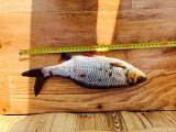 Jezioro Głeboczek - Płoć 35cm, 460g