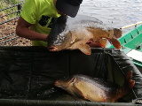 Jezioro Krzywe Duże - 11,5kg i 7kg