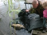 Kupiszewo: karp 7 kg (czerwiec 2014) #2